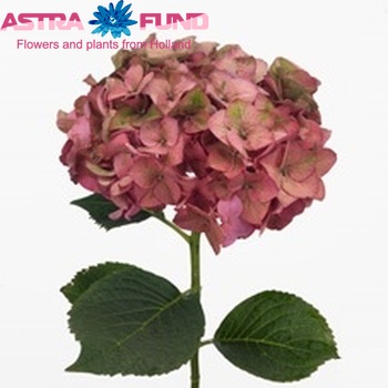 Hydrangea macrophylla 'Rodeo' (classic) Foto