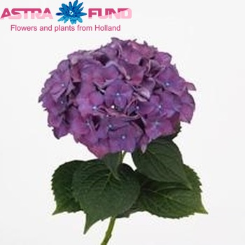 Hydrangea macrophylla 'Rodeo' (paars) foto