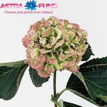 Hydrangea macrophylla 'Schneeball' (classic) zdjęcie