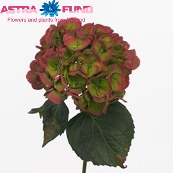 Hydrangea macrophylla 'Shakira' (classic) Foto