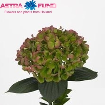 Hydrangea macrophylla Suzanne (classic) Foto