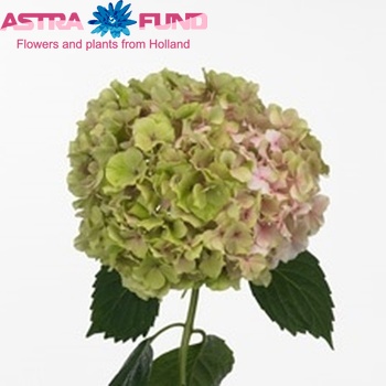 Hydrangea macrophylla 'Vendetta' (classic) foto