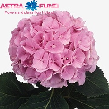 Hydrangea macrophylla 'Verena' foto