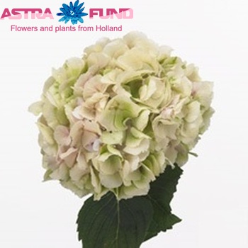 Hydrangea macrophylla 'Verena' (classic) foto