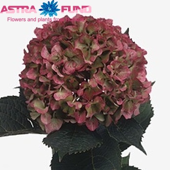 Hydrangea macrophylla 'Xenon' (classic rood) zdjęcie