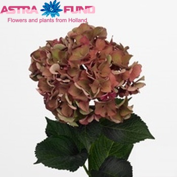 Hydrangea macrophylla 'Xenon' (classic) zdjęcie