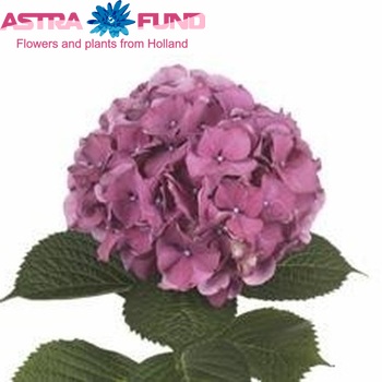 Hydrangea macrophylla 'Xenon' (paars) foto