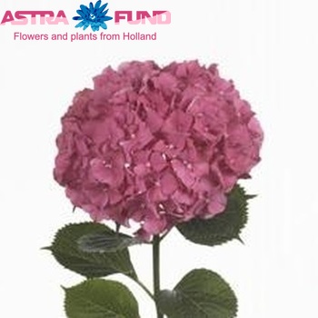 Hydrangea macrophylla 'Xenon' (roze) foto