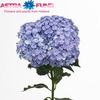 Hydrangea macrophylla You & Me Together photo