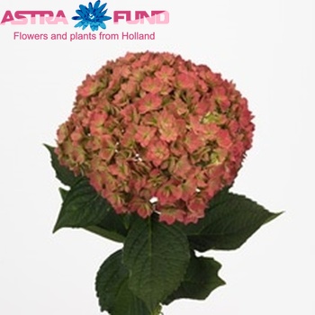 Hydrangea macrophylla You & Me Together (classic) foto