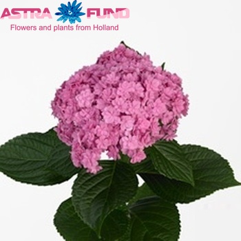 Hydrangea macrophylla You & Me Together (roze) photo