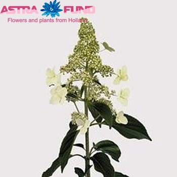 Hydrangea paniculata 'Kyushu' foto