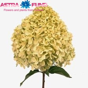 Hydrangea paniculata 'Limelight' zdjęcie