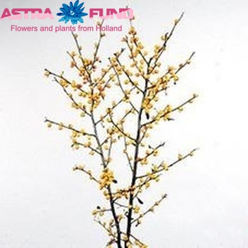 Ilex verticillata 'Golden Verboom' photo