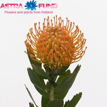 Leucospermum 'Appelkoos' Foto