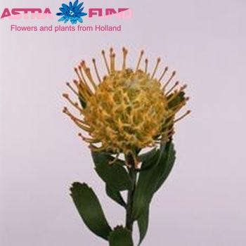 Leucospermum conocarpodendron 'Goldie' Foto