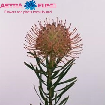 Leucospermum cordifolium 'Ballerina' Foto