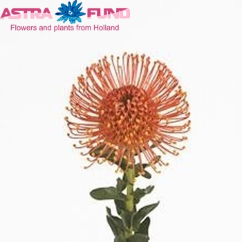 Leucospermum cordifolium 'Firedance' фото