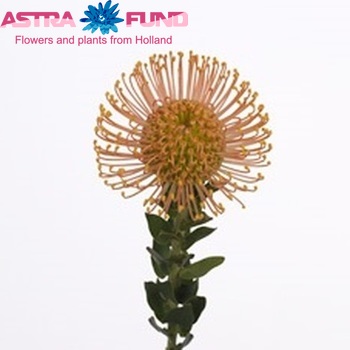 Leucospermum cordifolium 'Меган' фото