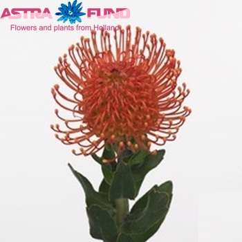 Leucospermum cordifolium 'Memory' фото