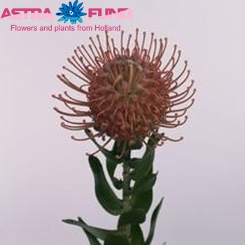 Leucospermum cordifolium 'Sunscar' фото