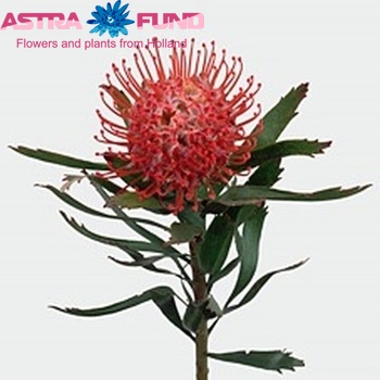 Leucospermum cordifolium 'Tango' фото