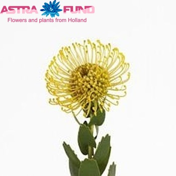 Leucospermum cuneiforme фото