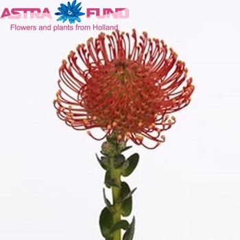 Leucospermum erubescens фото