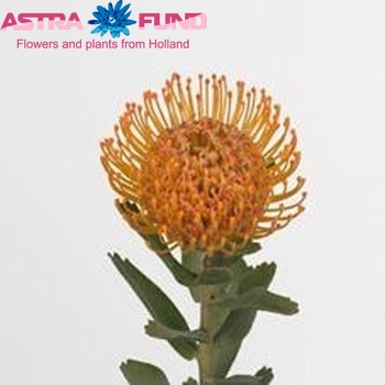 Leucospermum glabrum фото