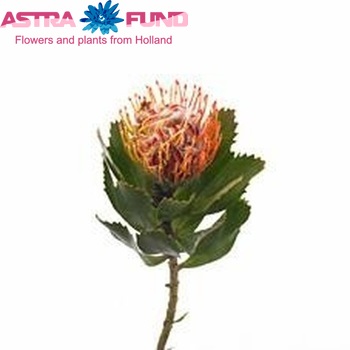 Leucospermum glabrum 'Helderfontein' фото