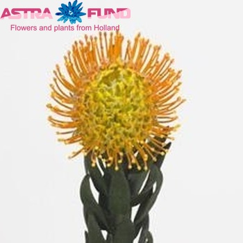 Leucospermum 'Moonlight' photo