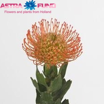 Leucospermum 'Nikki Umali' photo