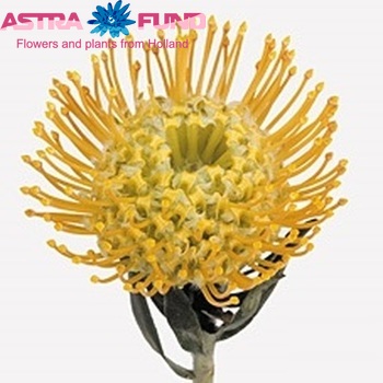 Leucospermum nutans 'Catherina' photo