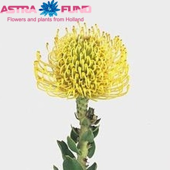 Leucospermum nutans 'High Gold' photo