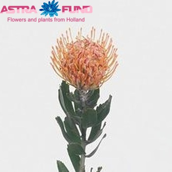 Leucospermum nutans 'Lava' photo