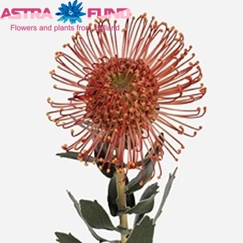 Leucospermum nutans 'Sunrise' photo