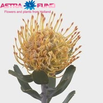 Leucospermum 'Partridge' photo