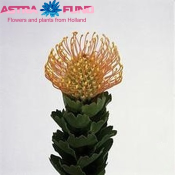 Leucospermum patersonii photo