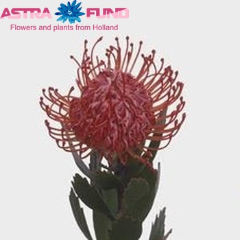 Leucospermum 'Rigoletto' photo