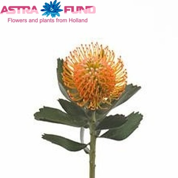 Leucospermum 'Soleil' photo