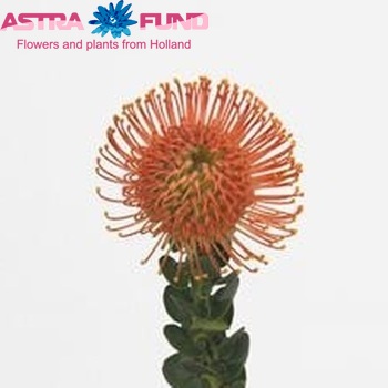 Leucospermum 'Themba' Foto