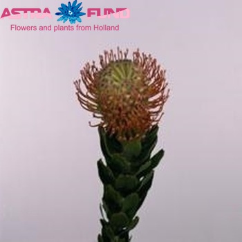 Leucospermum vestitum Foto