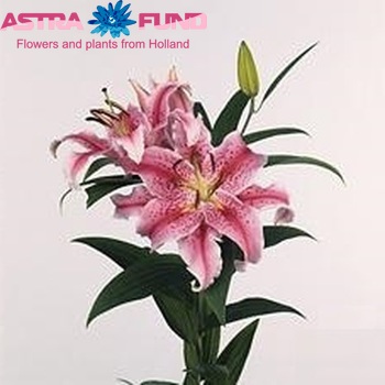 Lilium  'Ambon' Foto