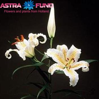 Lilium auratum foto