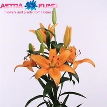 Lilium Az  'Allround' zdjęcie