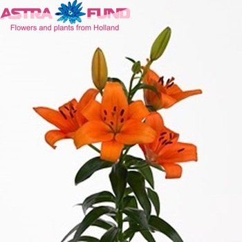 Lilium Az  'Bursa' zdjęcie