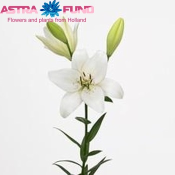 Lilium Az  'Eyeliner' foto