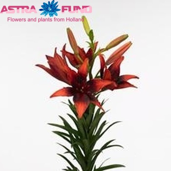 Lilium Az  Tango Lily Olina Foto