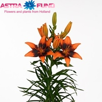 Lilium Az  Tango Lily Orange Art Foto