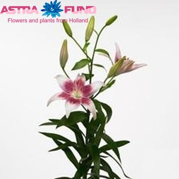 Lilium Az  Tango Lily Strawberry and Cream Foto